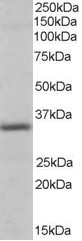 Pirin / PIR Antibody - Antibody (0.3 ug/ml) staining of Human Heart lysate (35 ug protein in RIPA buffer). Primary incubation was 1 hour. Detected by chemiluminescence.