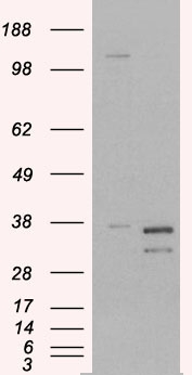 Pirin / PIR Antibody - Pirin / PIR antibody (0.3µg/ml) staining of Human Heart lysate (35µg protein in RIPA buffer). Detected by chemiluminescence.