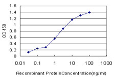 PKG / PRKG1 Antibody - Detection limit for recombinant GST tagged PRKG1 is approximately 0.1 ng/ml as a capture antibody.