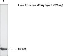 PLA2G2A / SPLA2 Antibody - Western blot of SPLA2 / PLA2 antibody.