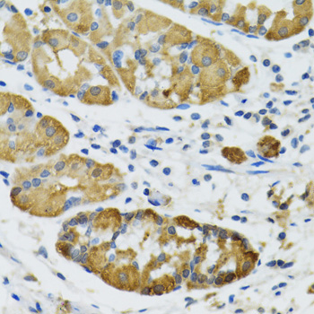 PLA2G2D Antibody - Immunohistochemistry of paraffin-embedded human stomach tissue.