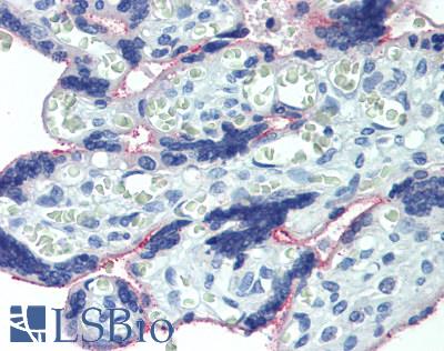 PLA2G2D Antibody - Human Placenta: Formalin-Fixed, Paraffin-Embedded (FFPE)