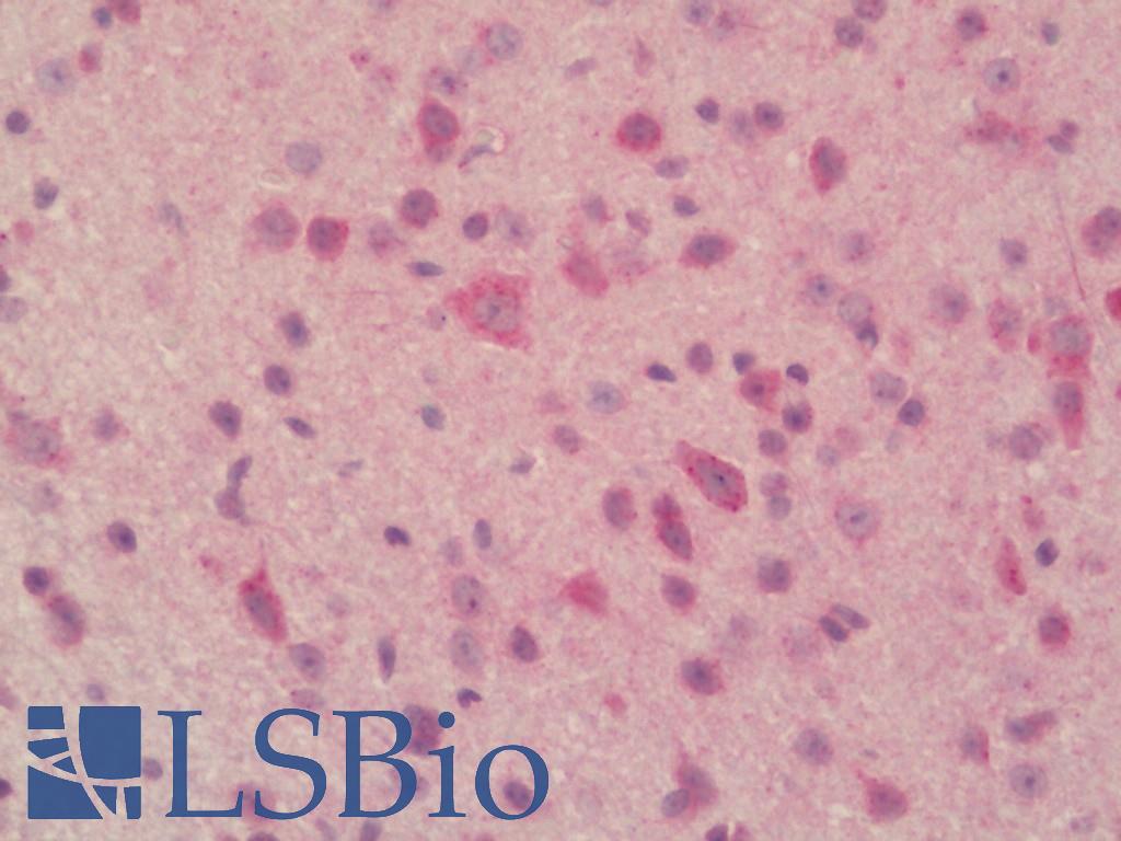 PLBD2 Antibody - Mouse Brain, Cerebellum: Formalin-Fixed, Paraffin-Embedded (FFPE).  This image was taken for the unconjugated form of this product. Other forms have not been tested.