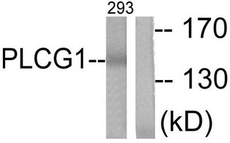 PLCG1 Antibody - Western blot analysis of lysates from 293 cells, treated with EGF 200ng/ml 30', using PLCG1 Antibody. The lane on the right is blocked with the synthesized peptide.