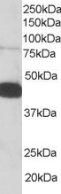 PLEK / Pleckstrin Antibody - PLEK / Pleckstrin antibody staining (0.05µg/ml) of Human PBMC lysate (RIPA buffer, 35µg total protein per lane). Detected by chemiluminescence.