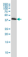 PLEK / Pleckstrin Antibody - PLEK monoclonal antibody clone 6E3 Western blot of PLEK expression in HeLa.