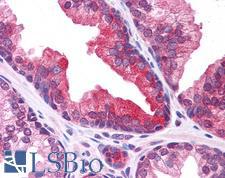 PLEKHM3 Antibody - Anti-PLEKHM3 antibody IHC of human prostate. Immunohistochemistry of formalin-fixed, paraffin-embedded tissue after heat-induced antigen retrieval. Antibody concentration 5 ug/ml.