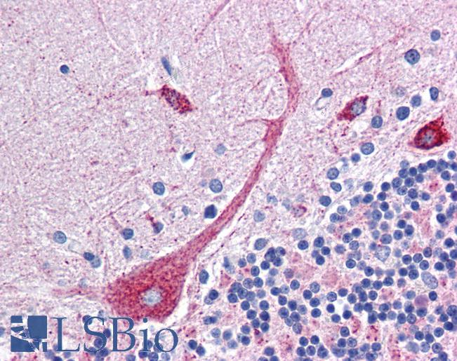 PLEKHO1 / CKIP-1 Antibody - Anti-PLEKHO1 antibody IHC of human brain, cerebellum. Immunohistochemistry of formalin-fixed, paraffin-embedded tissue after heat-induced antigen retrieval. Antibody concentration 5 ug/ml.