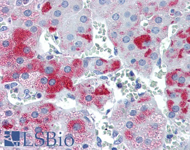 PLIN3 / M6PRBP1 / TIP47 Antibody - Anti-PLIN3 / M6PRBP1 antibody IHC of human adrenal. Immunohistochemistry of formalin-fixed, paraffin-embedded tissue after heat-induced antigen retrieval. Antibody concentration 5 ug/ml.