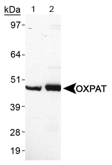 PLIN5 / OXPAT / LSDP5 Antibody - OXPAT detected with  PLIN5 / OXPAT / LSDP5 Antibody. Lane 1, human heart lysates. Lane 2 mouse heart lysates. This image was taken for the unconjugated form of this product. Other forms have not been tested.