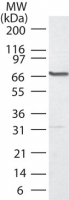 PLK1 / PLK-1 Antibody - Western blot of PLK1 in HCT-116 using antibody at 1:2000.