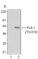 PLK1 / PLK-1 Antibody - Panel A. Extracts from untreated Hela cells (Lane 1) or overnight nocodazole-treated Hela cells (Lane 2) were immunoprecipitated with the pan-PLK mAb (clone 3F8), resolved by electrophoresis, transferred to nitrocellulose and probed with mAb 2A3 reactive against Thr210-phosphorylated PLK-1. Proteins were visualized using an HRP goat anti-mouse secondary Ab and a chemiluminescence detection system. Panel B. Extracts from untreated Hela cells (Lane 1) or overnight nocodazole-treated Hela cells (Lane 2) were resolved by electrophoresis, transferred to nitrocellulose and probed with mAb 2A3 reactive against Thr210-phosphorylated PLK-1. Proteins were visualized using an HRP goat anti-mouse secondary and a chemiluminescence detection system.