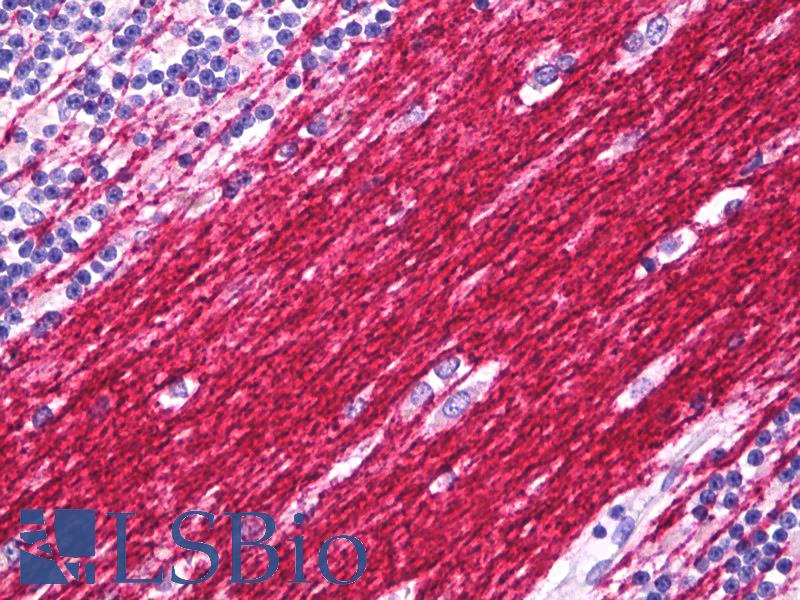PLP1 / Myelin PLP Antibody - Anti-PLP1 antibody IHC of human brain cerebellum, neuropil. Immunohistochemistry of formalin-fixed, paraffin-embedded tissue after heat-induced antigen retrieval. Antibody dilution 10 ug/ml.