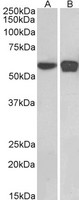 PLRG1 Antibody - PLRG1 antibody (0.1µg/ml) staining of HEK293 (A) and NIH3T3 (B) nuclear cell lysates (35µg protein in RIPA buffer). Detected by chemiluminescence.