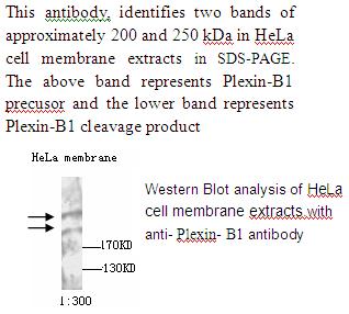 PLXNB1 / Plexin-B1 Antibody