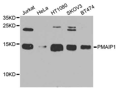 PMAIP1 / NOXA Antibody - Western blot analysis of extracts of various cell lines.