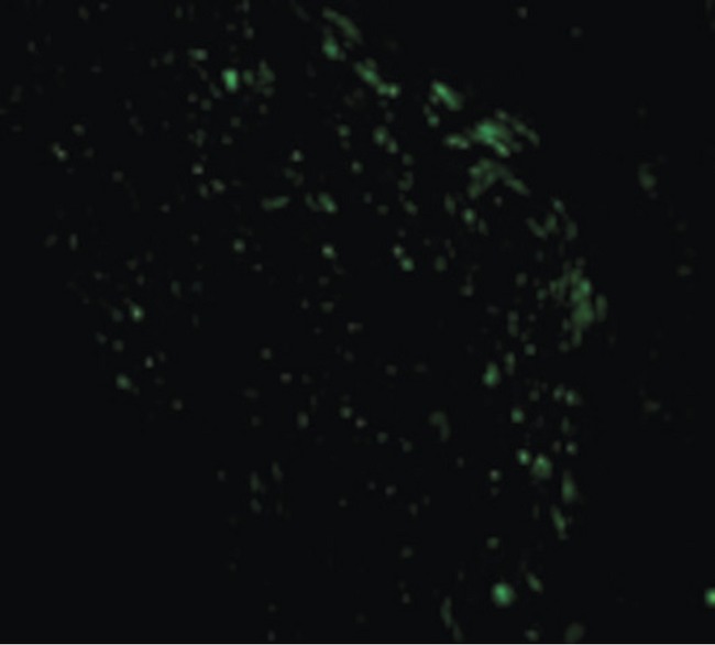 PMAIP1 / NOXA Antibody - Immunofluorescence of Noxa in Human Stomach cells with Noxa antibody at 10 ug/ml.