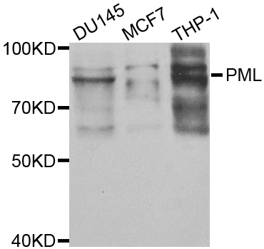 PML Antibody - Western blot analysis of extracts of various cell lines, using PML antibody at 1:1000 dilution. The secondary antibody used was an HRP Goat Anti-Rabbit IgG (H+L) at 1:10000 dilution. Lysates were loaded 25ug per lane and 3% nonfat dry milk in TBST was used for blocking.