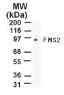 PMS2 Antibody - Western blot of PMS2 using antibody at 2 ug/ml against 10 ug of NIH 3T3 cell lysate.