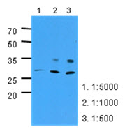 PNPO Antibody - Western Blot: The extracts of HepG2 (40 ug) were resolved by SDS-PAGE, transferred to PVDF membrane and probed with anti-human PNPO (1:500-1:5000). Proteins were visualized using a goat anti-mouse secondary antibody conjugated to HRP and an ECL detection system.