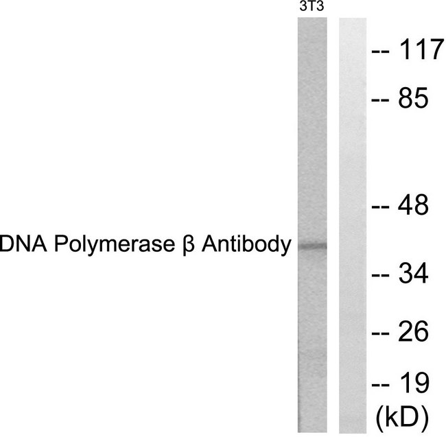 POLB / DNA Polymerase Beta Antibody - Western blot analysis of lysates from NIH/3T3 cells, using DNA Polymerase beta Antibody. The lane on the right is blocked with the synthesized peptide.