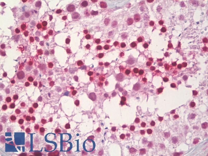POLB / DNA Polymerase Beta Antibody - Anti-POLB / DNA Polymerase Beta antibody IHC of human testis. Immunohistochemistry of formalin-fixed, paraffin-embedded tissue after heat-induced antigen retrieval. Antibody dilution 1:200.