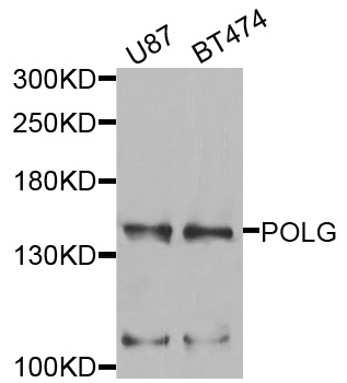 POLG Antibody - Western blot analysis of extracts of various cells.