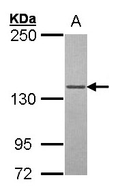 POLG Antibody - Sample (30 ug of whole cell lysate). A: 293T. 5% SDS PAGE. POLG antibody diluted at 1:5000. 
