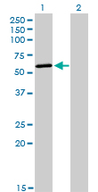 POLK / DNA Polymerase Kappa Antibody - Western blot of POLK expression in transfected 293T cell line by POLK monoclonal antibody, clone 6F2.