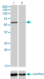 POLK / DNA Polymerase Kappa Antibody - Western blot of POLK over-expressed 293 cell line, cotransfected with POLK Validated Chimera RNAi (Lane 2) or non-transfected control (Lane 1). Blot probed with POLK monoclonal antibody, clone 6F2. GAPDH (36.1 kD) used as control.