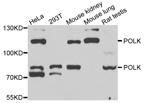 POLK / DNA Polymerase Kappa Antibody - Western blot analysis of extracts of various cells.