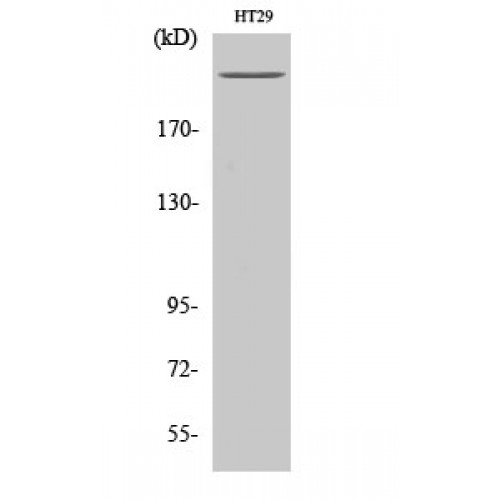 POLR2A / RNA polymerase II Antibody - Western blot of Rpb1 antibody