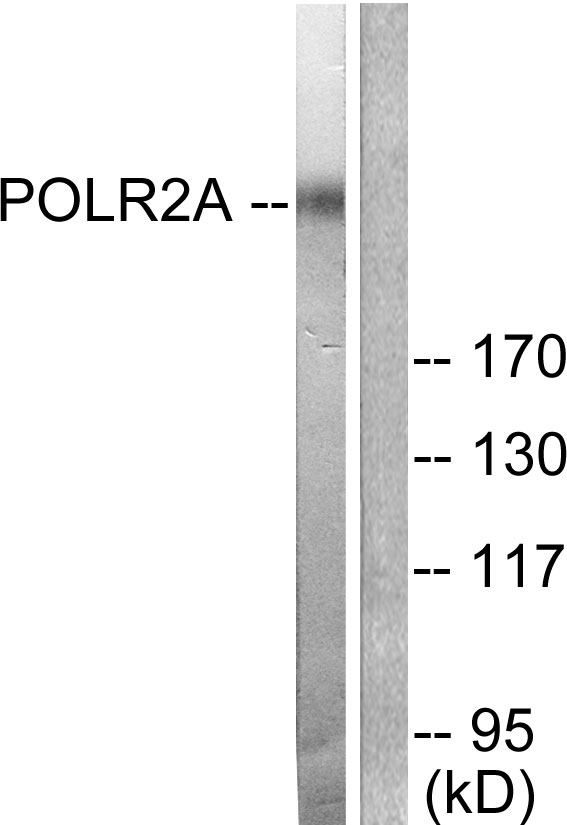 POLR2A / RNA polymerase II Antibody - Western blot analysis of lysates from COS7 cells, treated with EGF 200ng/ml 30', using POLR2A Antibody. The lane on the right is blocked with the synthesized peptide.