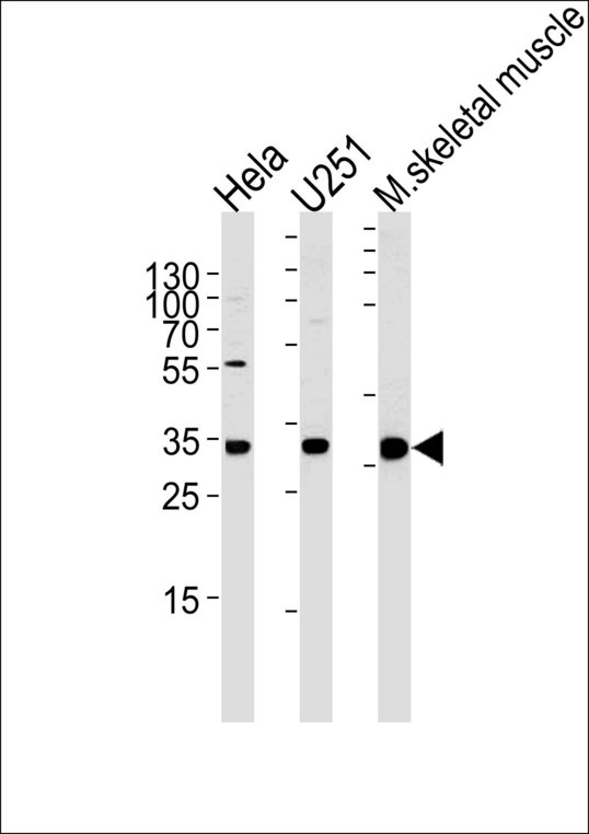 POLR2C Antibody - POLR2C Antibody western blot of HeLa, U251 cell line and mouse skeletal muscle tissue lysates (35 ug/lane). The POLR2C antibody detected the POLR2C protein (arrow).