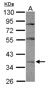 PON1 / ESA Antibody - Sample (30 ug of whole cell lysate) A: HepG2 10% SDS PAGE PON1 antibody diluted at 1:1000