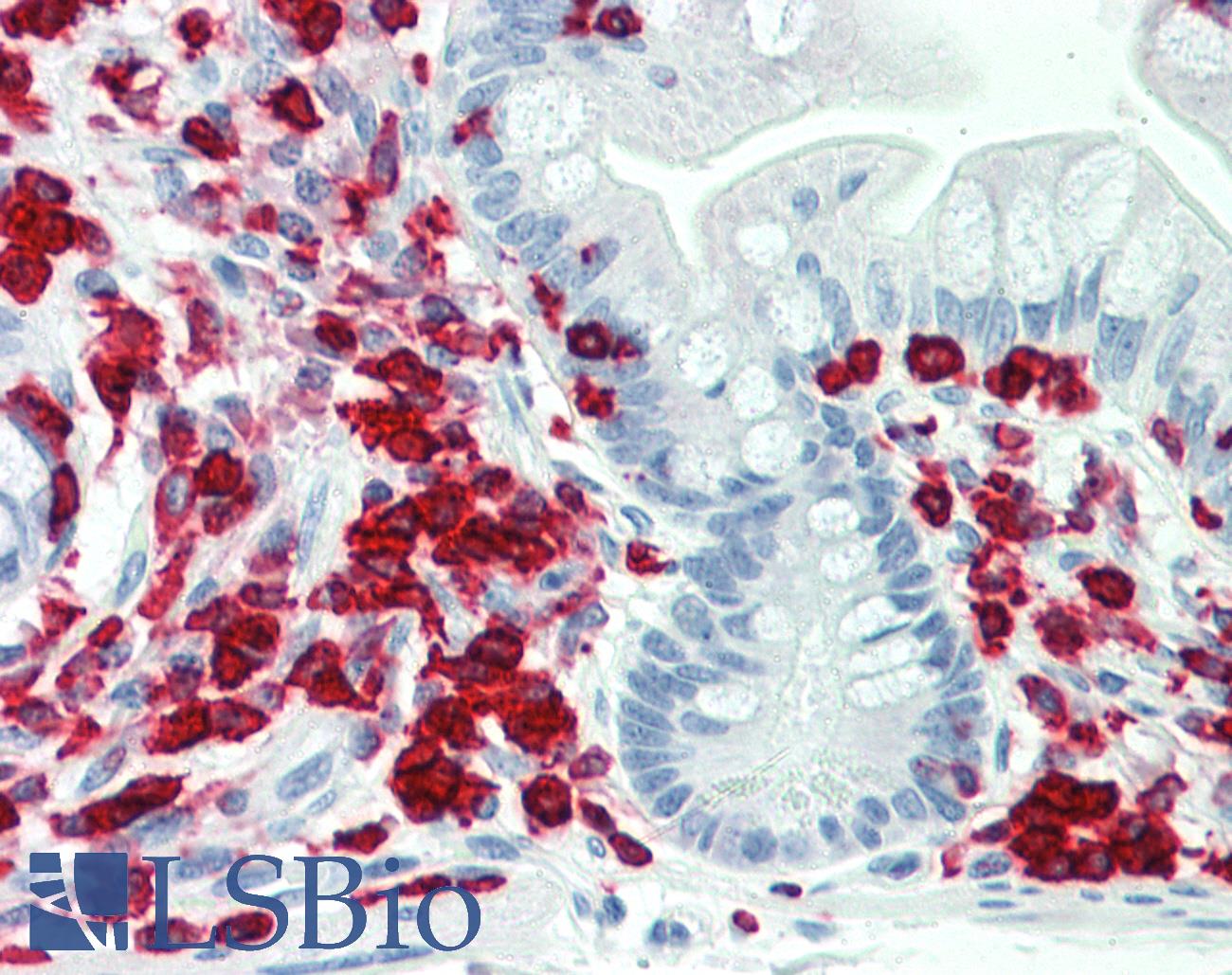 PON2 Antibody - Anti-PON2 antibody IHC staining of human small intestine. Immunohistochemistry of formalin-fixed, paraffin-embedded tissue after heat-induced antigen retrieval.