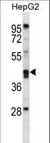 PON2 Antibody - PON2 Antibody western blot of HepG2 cell line lysates (35 ug/lane). The PON2 antibody detected the PON2 protein (arrow).