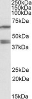PON2 Antibody - PON2 antibody (0.2 ug/ml) staining of HepG2 lysate (35 ug protein/ml in RIPA buffer). Primary incubation was 1 hour. Detected by chemiluminescence.