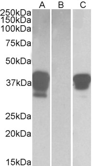 POU2AF1 / BOB1 Antibody - HEK293 lysate (10ug protein in RIPA buffer) overexpressing Human POU2AF1 with DYKDDDDK tag probed with (1ug/ml) in Lane A and probed with anti- DYKDDDDK Tag (1/3000) in lane C. Mock-transfected HEK293 probed (1mg/ml) in Lane B. Primary