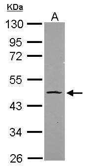 POU5F1 / OCT4 Antibody - Sample (20 ug ). A: HeLa nucleus. 10% SDS PAGE. POU5F1 antibody diluted at 1:1000. 