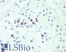 POU5F1B Antibody - Anti-POU5F1B antibody IHC staining of human testis. Immunohistochemistry of formalin-fixed, paraffin-embedded tissue after heat-induced antigen retrieval. Antibody dilution 1:100.