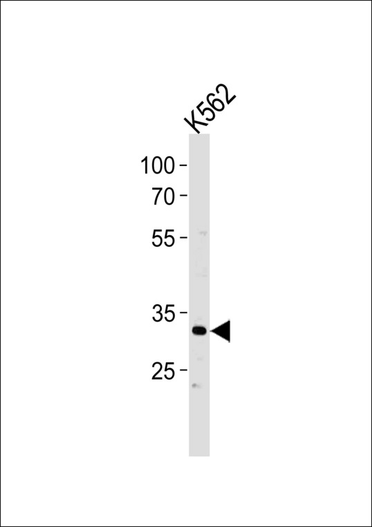 POU5F1B Antibody - P5F1B Antibody western blot of K562 cell line lysates (35 ug/lane). The P5F1B antibody detected the P5F1B protein (arrow).