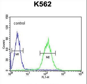 POU5F1B Antibody - P5F1B Antibody flow cytometry of K562 cells (right histogram) compared to a negative control cell (left histogram). FITC-conjugated goat-anti-rabbit secondary antibodies were used for the analysis.