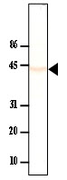 PP2Ac / PPP2CA Antibody - Mouse liver cytosol extract was resolved by electrophoresis, transferred to PVDF membrane and probed with anti-PP2Ca(1:250). Proteins were visualized using a goat anti-mouse secondary antibody conjugated to HRP and a DAP detection system. Arrow indicates PP2Ca(~43kD).