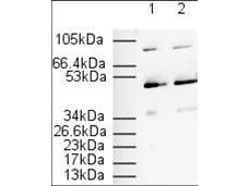 PPARA / PPAR Alpha Antibody - Anti-PPAR alpha (N -terminal specific) Antibody - Western Blot. Affinity Purified Anti-PPAR alpha (N -terminal specific) (Rabbit) is shown to detect a 52 kD band corresponding to PPAR alpha present in a 3T3 whole cell lysate. Approximately 20 ug of lysate was loaded per lane for SDS-PAGE. Detection occurred after using a 1:500 (lane 1) or 1:1000 (lane 2) dilution of antibody followed by 1:2000 dilution of HRP Goat-a-Rabbit IgG for visualization. Storage Conditions: Store vial at -20° C prior to opening. Dilute only prior to immediate use. For extended storage aliquot contents and freeze at -20° C or below. Avoid cycles of freezing and thawing. Expiration date is one (1) year from date of opening.