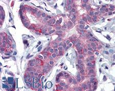 PPARD / PPAR Delta Antibody - Anti-PPAR Delta antibody IHC of human breast. Immunohistochemistry of formalin-fixed, paraffin-embedded tissue after heat-induced antigen retrieval. Antibody concentration 3.75 ug/ml.