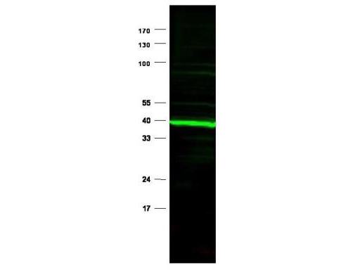 PPARD / PPAR Delta Antibody - Anti-PPAR Delta Antibody - Western Blot. Affinity Purified Anti-PPAR delta [Rabbit] is shown to detect a predominant band at ~43 kD corresponding to PPAR delta present in mouse heart whole cell lysates. Preincubation of the antibody with the immunizing peptide completely blocks reactivity with this band (data not shown). Approximately 30 ug of lysate was loaded per lane for SDS-PAGE. Detection occurred using a 1:750 dilution of primary antibody diluted in 5% BLOTTO in PBS overnight at 4C followed reaction with a 1:10000 dilution of IRDye 800 conjugated Gt-a-Rabbit IgG (H&L) ( for 45 min at room temperature (800 nm channel, green). IRDye 800 fluorescence image was captured using the Odyssey Infrared Imaging System developed by LI-COR. IRDye is a trademark of LI-COR, Inc. Other detection systems will yield similar results.