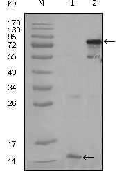 PPARG / PPAR Gamma Antibody - Western blot using PPARG mouse monoclonal antibody against truncated PPARG-His recombinant protein (1) and full-length PPARG(aa1-477) transfected CHO-K1 cell lysate (2).