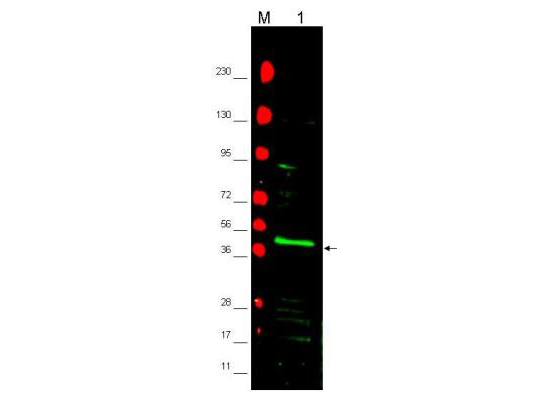 PPARG / PPAR Gamma Antibody - Anti-PPAR2 Antibody - Western Blot. Western blot of affinity purified anti-PPAR2 antibody shows detection of PPAR2 protein in a mouse 3T3 whole cell lysate (lane 1 arrowhead). Approximately 20 ug of lysate was loaded onto a 4-20% gradient gel followed by transfer to nitrocellulose. Primary antibody was used at a 1:2000 dilution in 5% BLOTTO PBS solution. The membrane was washed and reacted with a 1:10000 dilution of IRDye800 Conjugated Affinity Purified Goat-anti-Rabbit IgG [H&L] MX10. Molecular weight estimation was made by comparison to prestained MW markers indicated at the left (lane M). Other detection systems will yield similar results.