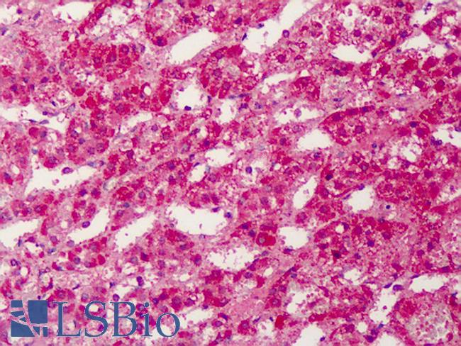 PPARG / PPAR Gamma Antibody - Anti-PPARG antibody IHC of human adrenal. Immunohistochemistry of formalin-fixed, paraffin-embedded tissue after heat-induced antigen retrieval. Antibody concentration 5 ug/ml.